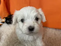 5914, a female Maltese for sale in Exeter, MO – 1 of 3