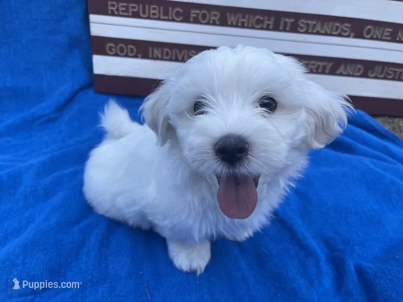 Elliot – Maltese puppy for sale in Exeter, MO