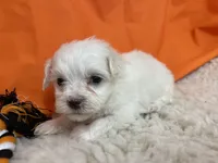 5913, a female Maltese for sale in Exeter, MO – 3 of 5