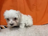 5912, a female Maltese for sale in Exeter, MO – 4 of 5