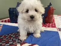 Betti, a female Maltese for sale in Exeter, MO – 1 of 4