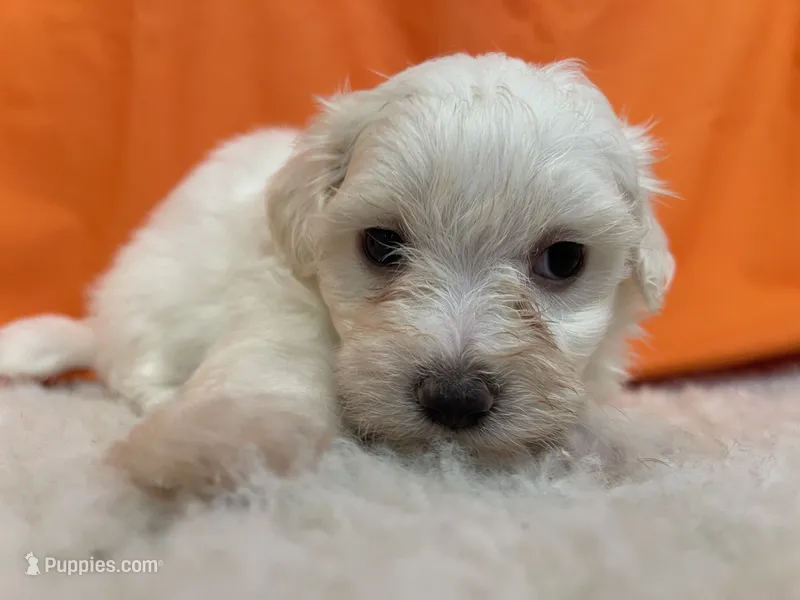 5908 – Maltese puppy for sale in Exeter, MO