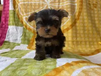 Coop, a male Yorkshire Terrier for sale in Exeter, MO – 4 of 6