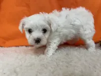 5906, a female Maltese for sale in Exeter, MO – 4 of 4