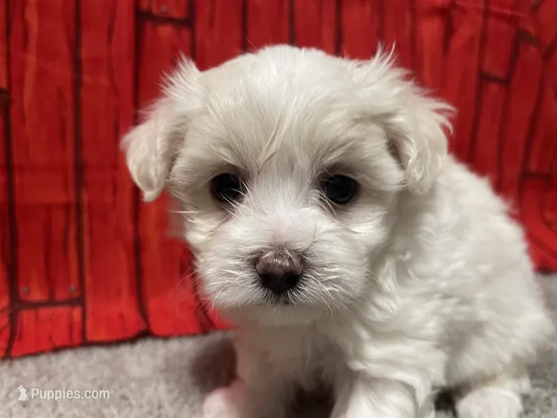Danny – Maltese puppy for sale in Exeter, MO