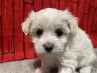 Danny, a male Maltese for sale in Exeter, MO – 1 of 3