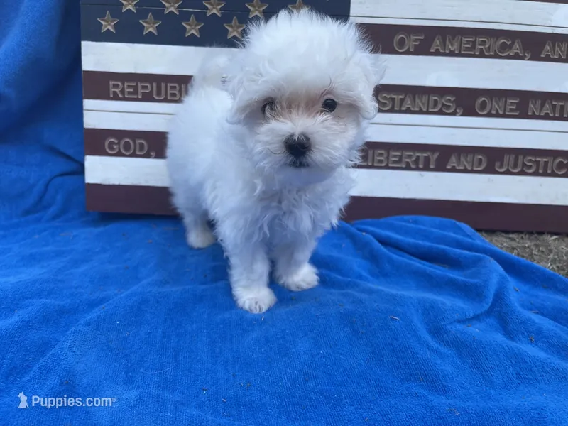 Cooper – Maltese puppy for sale in Exeter, MO