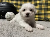 Dallion, a male Maltese for sale in Exeter, MO – 4 of 5