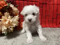 Cooper, a male Maltese for sale in Exeter, MO – 2 of 6