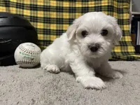 Elliot, a male Maltese for sale in Exeter, MO – 2 of 3