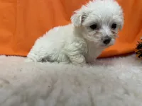 5909, a female Maltese for sale in Exeter, MO – 2 of 5
