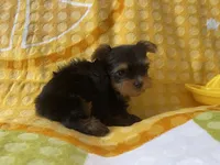 Coop, a male Yorkshire Terrier for sale in Exeter, MO – 3 of 6
