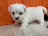 5911, a male Maltese for sale in Exeter, MO – 2 of 8