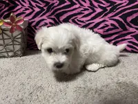 Emily, a female Maltese for sale in Exeter, MO – 2 of 5