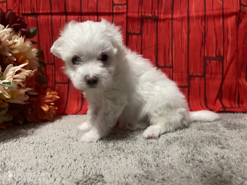 Cooper – Maltese puppy for sale in Exeter, MO
