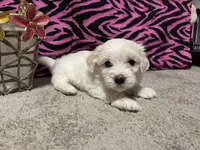 Evelyn, a female Maltese for sale in Exeter, MO – 3 of 5