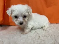 5909, a female Maltese for sale in Exeter, MO – 4 of 5