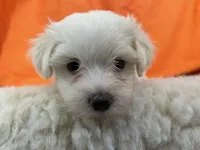 5907, a female Maltese for sale in Exeter, MO – 1 of 4