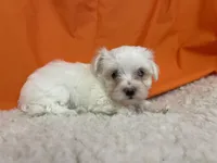 5912, a female Maltese for sale in Exeter, MO – 5 of 5