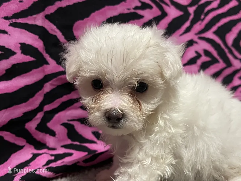 Delaney – Maltese puppy for sale in Exeter, MO
