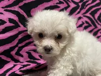 Delaney, a female Maltese for sale in Exeter, MO – 1 of 4