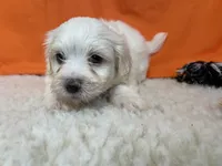 5910, a male Maltese for sale in Exeter, MO – 2 of 4