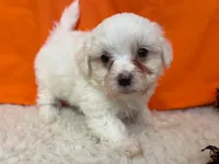 5915, a male Maltese for sale in Exeter, MO – 3 of 5