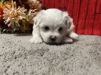 Cameron, a male Maltese for sale in Exeter, MO – 2 of 5