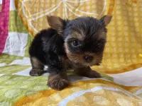 Cam, a male Yorkshire Terrier for sale in Exeter, MO – 2 of 6