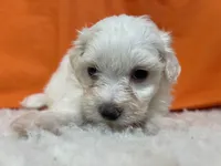 5908, a female Maltese for sale in Exeter, MO – 5 of 6