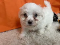 5915, a male Maltese for sale in Exeter, MO – 4 of 5