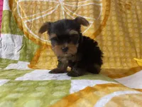 Coop, a male Yorkshire Terrier for sale in Exeter, MO – 6 of 6