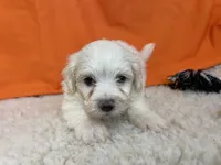 5910, a male Maltese for sale in Exeter, MO – 3 of 4