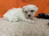 5916, a female Maltese for sale in Exeter, MO – 5 of 5