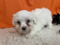 5915, a male Maltese for sale in Exeter, MO – 5 of 5