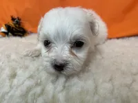 5913, a female Maltese for sale in Exeter, MO – 2 of 5