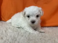 5918, a male Maltese for sale in Exeter, MO – 3 of 3