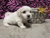Emily, a female Maltese for sale in Exeter, MO – 3 of 5