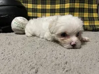 Diego, a male Maltese for sale in Exeter, MO – 3 of 7
