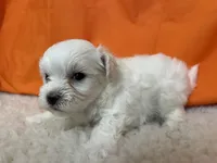 5920, a male Maltese for sale in Exeter, MO – 3 of 4