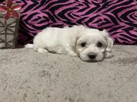 Ella, a female Maltese for sale in Exeter, MO – 3 of 3