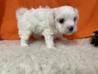 5906, a female Maltese for sale in Exeter, MO – 3 of 4