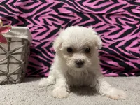 Delaney, a female Maltese for sale in Exeter, MO – 3 of 4