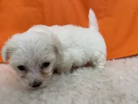 5909, a female Maltese for sale in Exeter, MO – 5 of 5