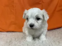5914, a female Maltese for sale in Exeter, MO – 2 of 3