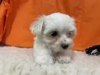 5912, a female Maltese for sale in Exeter, MO – 3 of 5