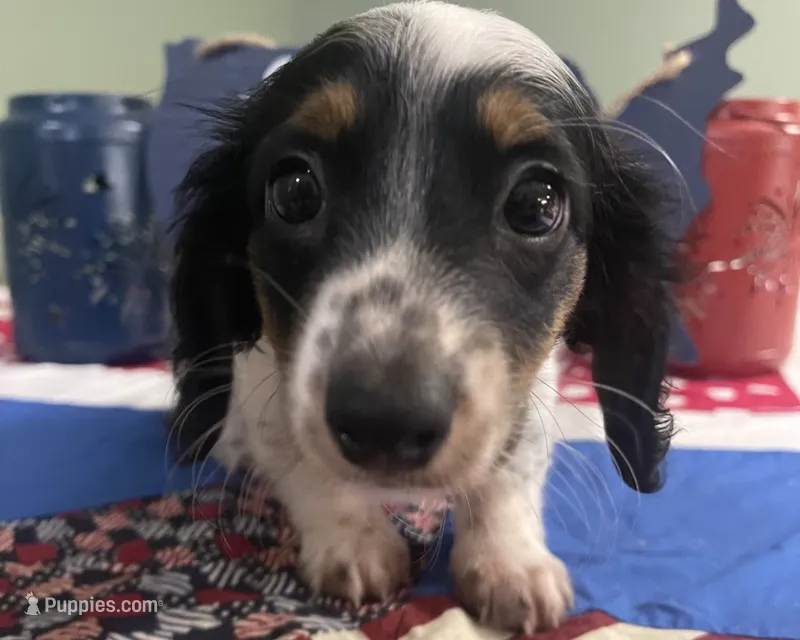 Macy  – Miniature Dachshund puppy for sale in Exeter, MO