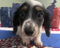 Macy , a female Miniature Dachshund for sale in Exeter, MO – 1 of 4