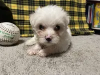 Diego, a male Maltese for sale in Exeter, MO – 4 of 7