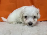 5907, a female Maltese for sale in Exeter, MO – 3 of 4